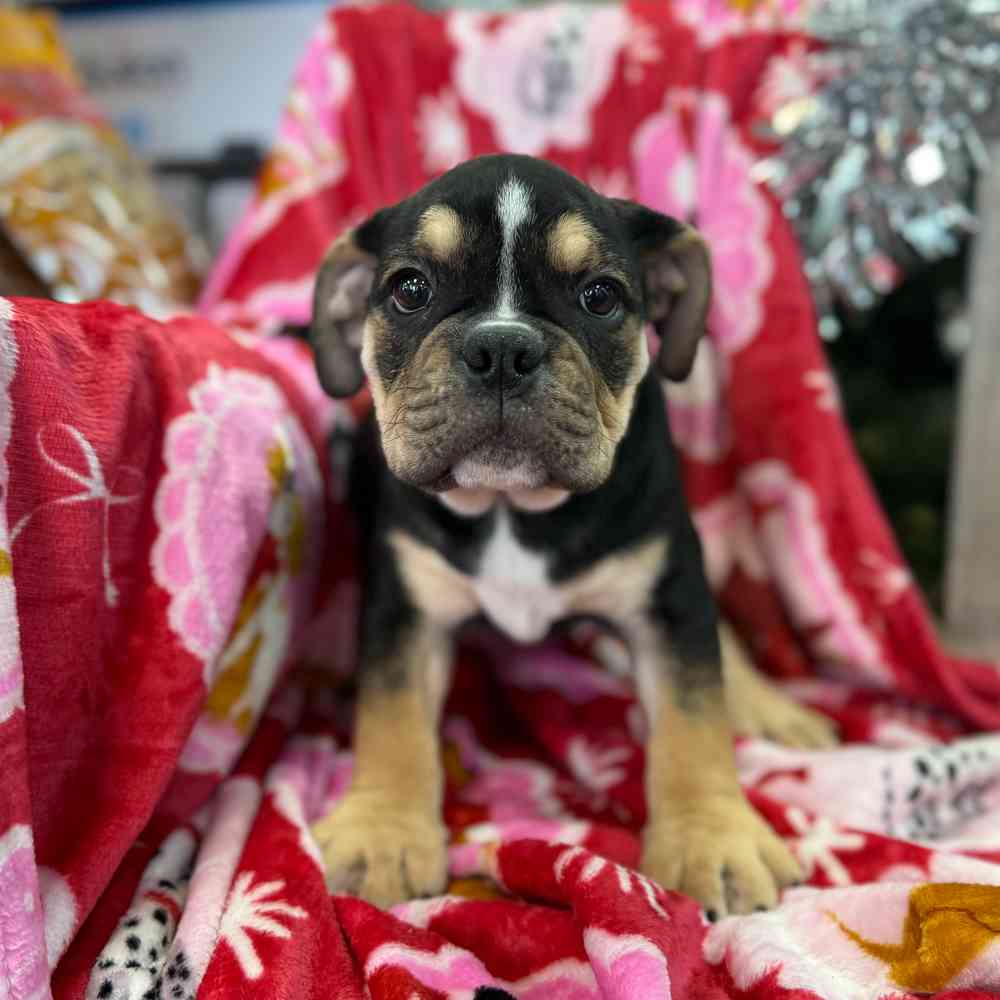 carousel pet images