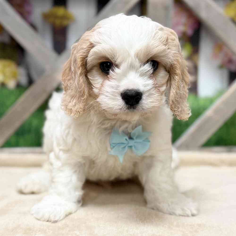 Image of a pet breed in the gallery