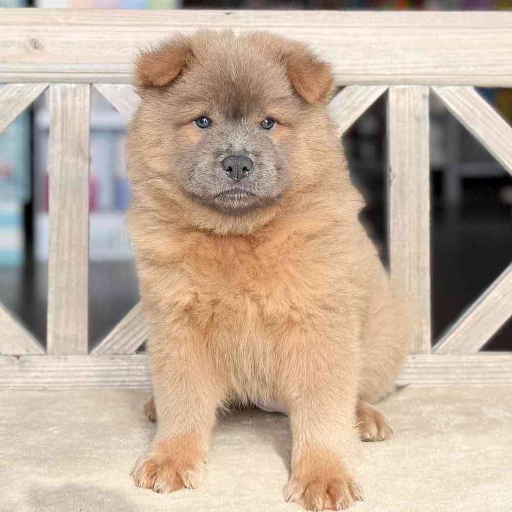 pet breed image