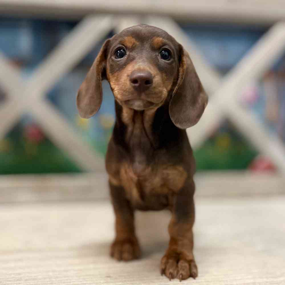 Image of a pet breed in the gallery