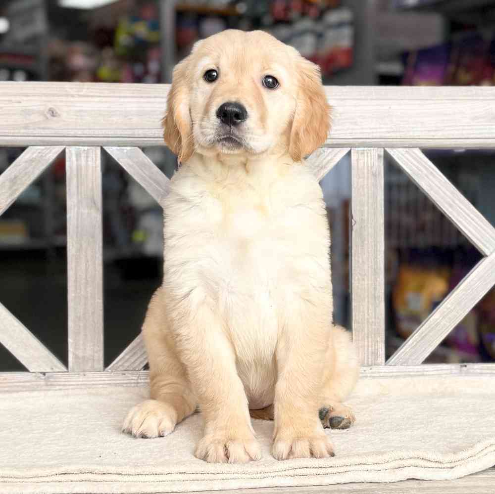 Image of a pet breed in the gallery