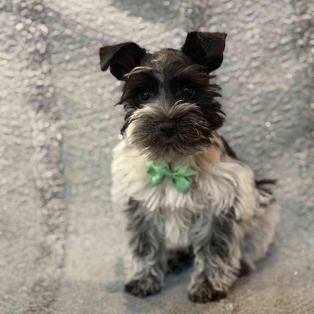 Image of a pet breed in the gallery
