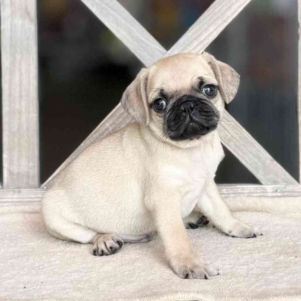 Image of a pet breed in the gallery