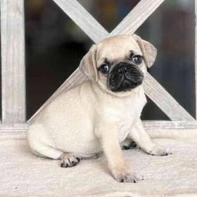 Pug