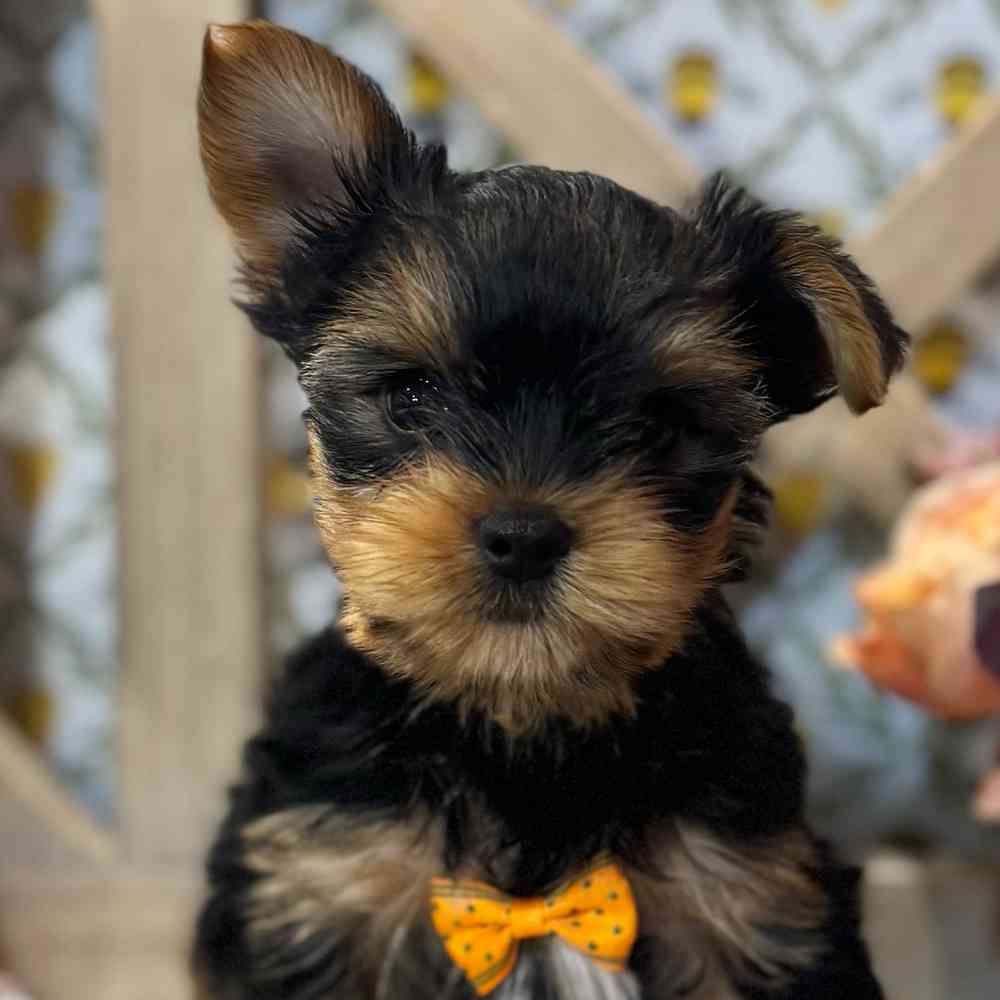 Image of a pet breed in the gallery