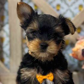 Yorkie