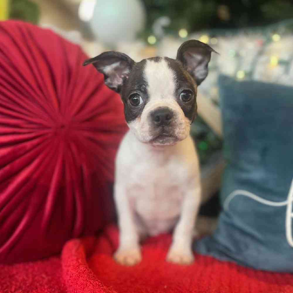 Image of a pet breed in the gallery