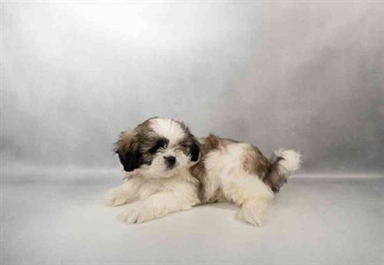 Shih Tzu
