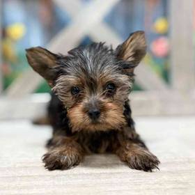 Yorkie