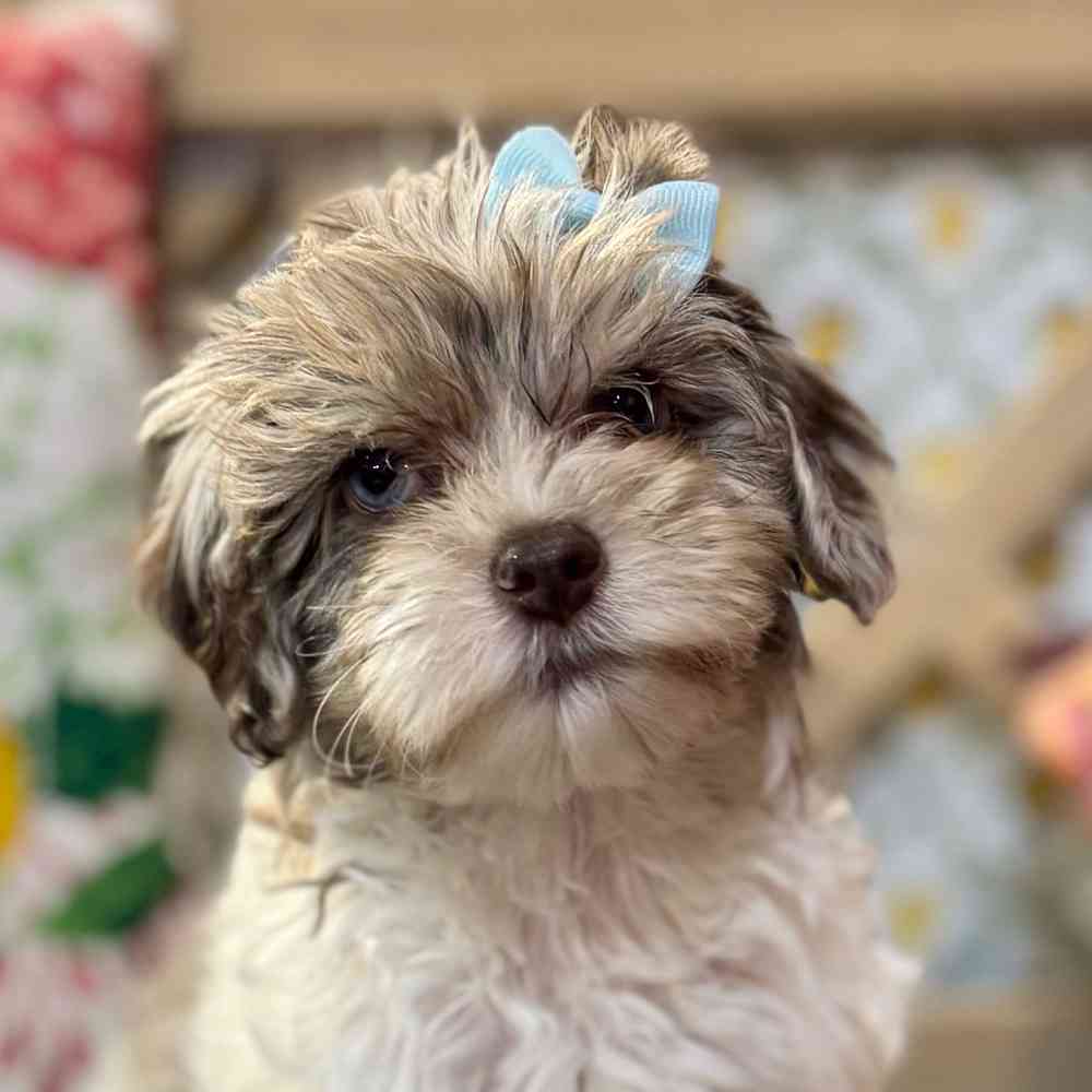 pet breed image