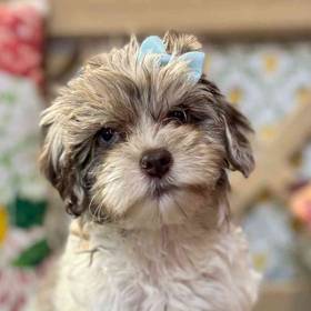 Maltipoo