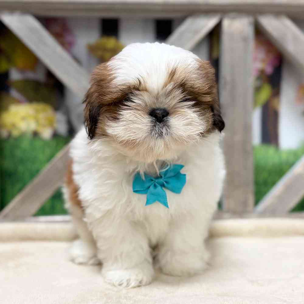 Image of a pet breed in the gallery