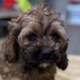 Cockapoo