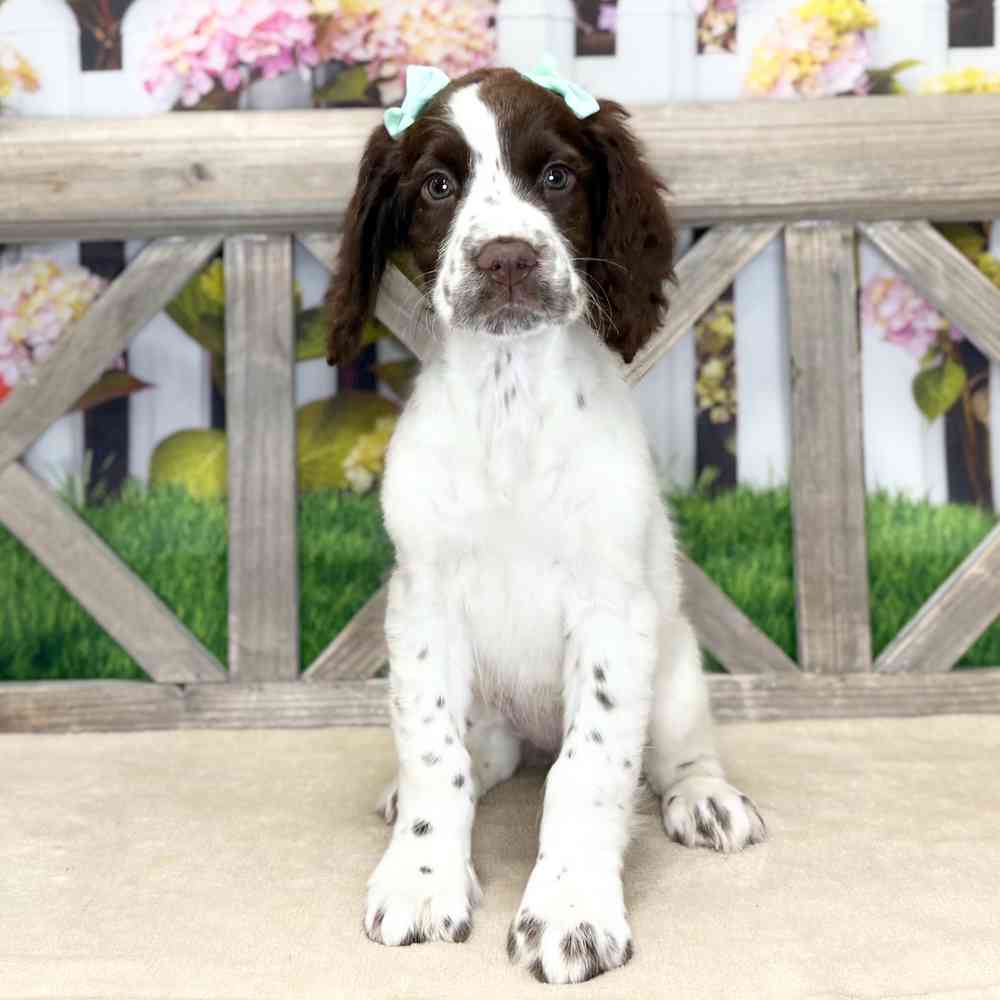 pet breed image