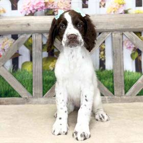 English Springer Spaniel