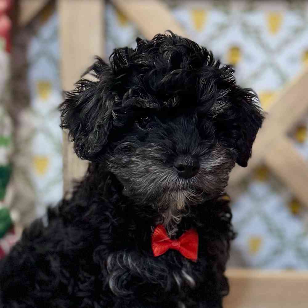 pet breed image