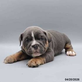 Beabull