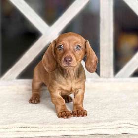 Dachshund
