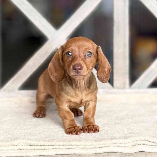 Peanut