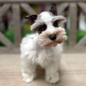 Mini Schnauzer