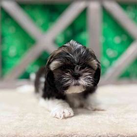 Shih Tzu