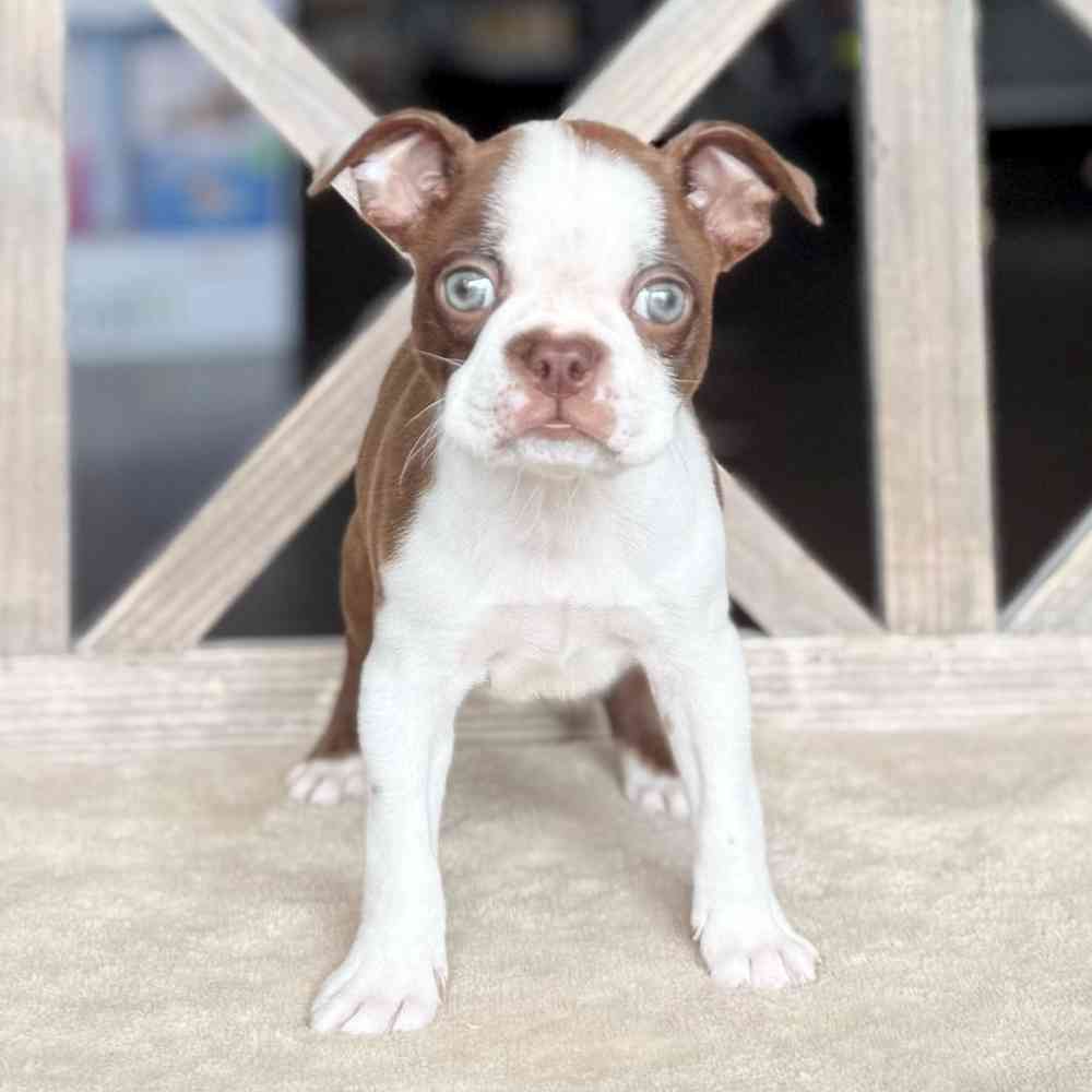 Image of a pet breed in the gallery