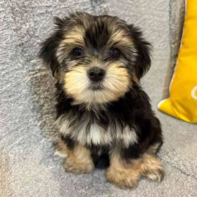 Morkie