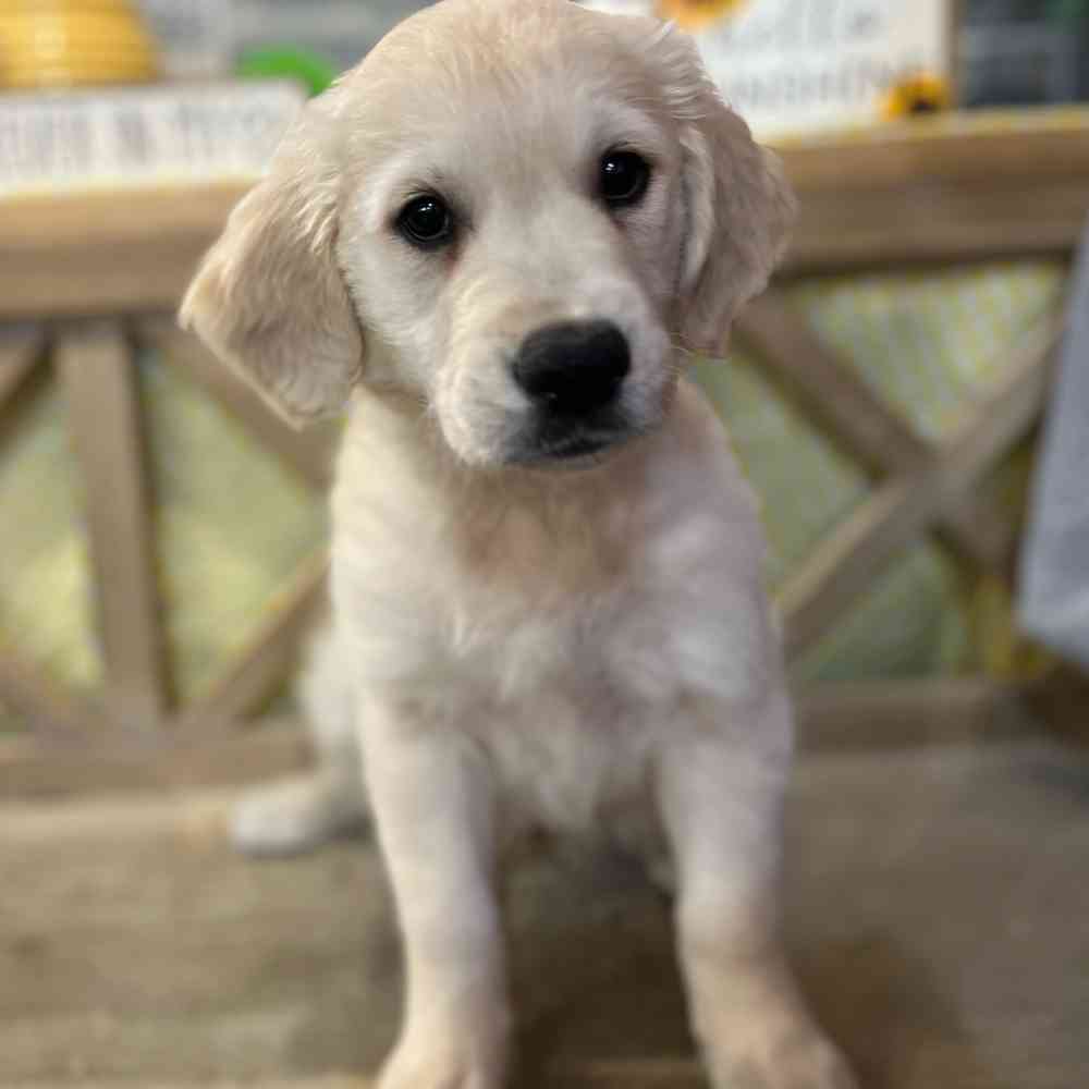 Image of a pet breed in the gallery