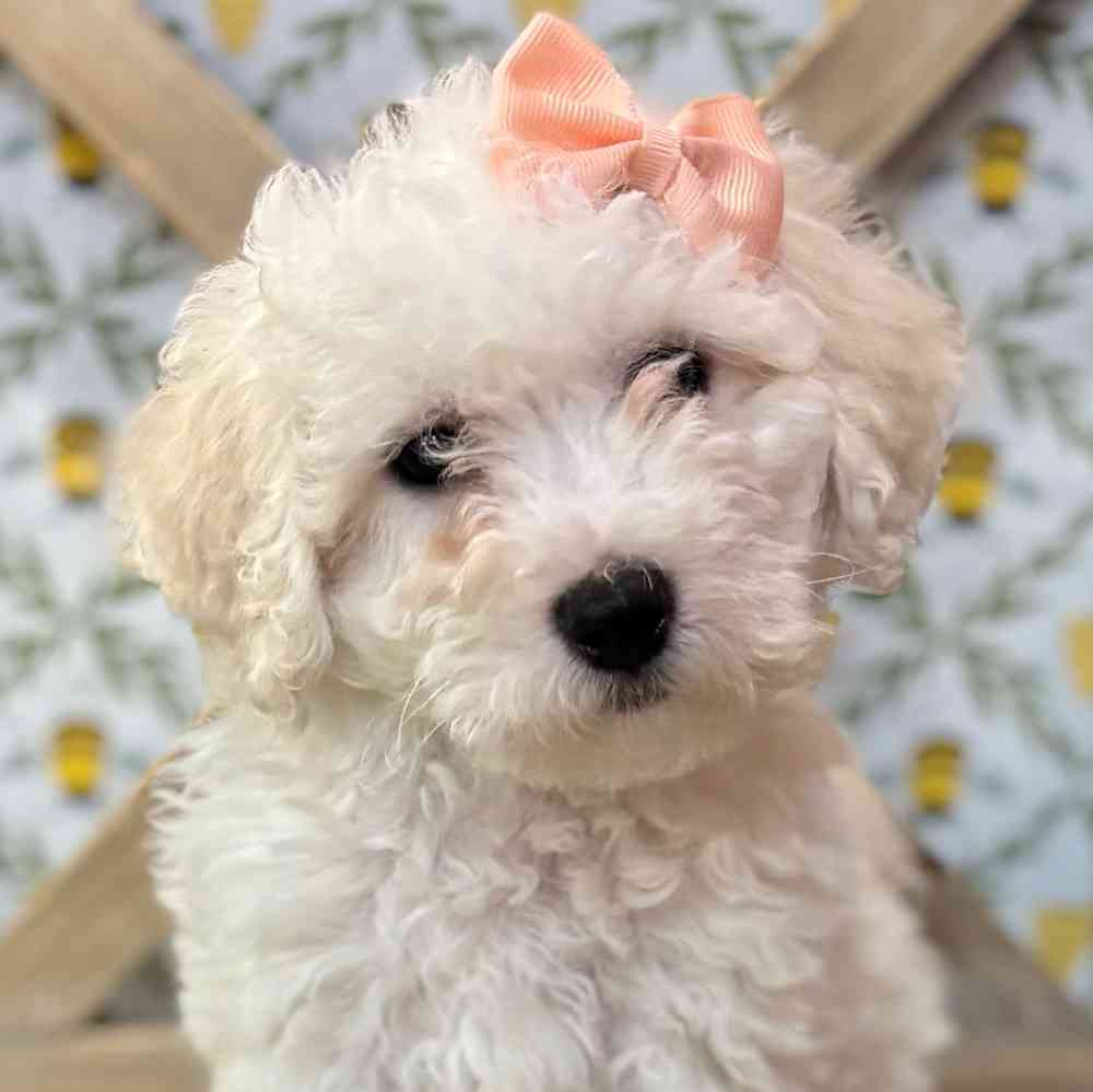 Image of a pet breed in the gallery