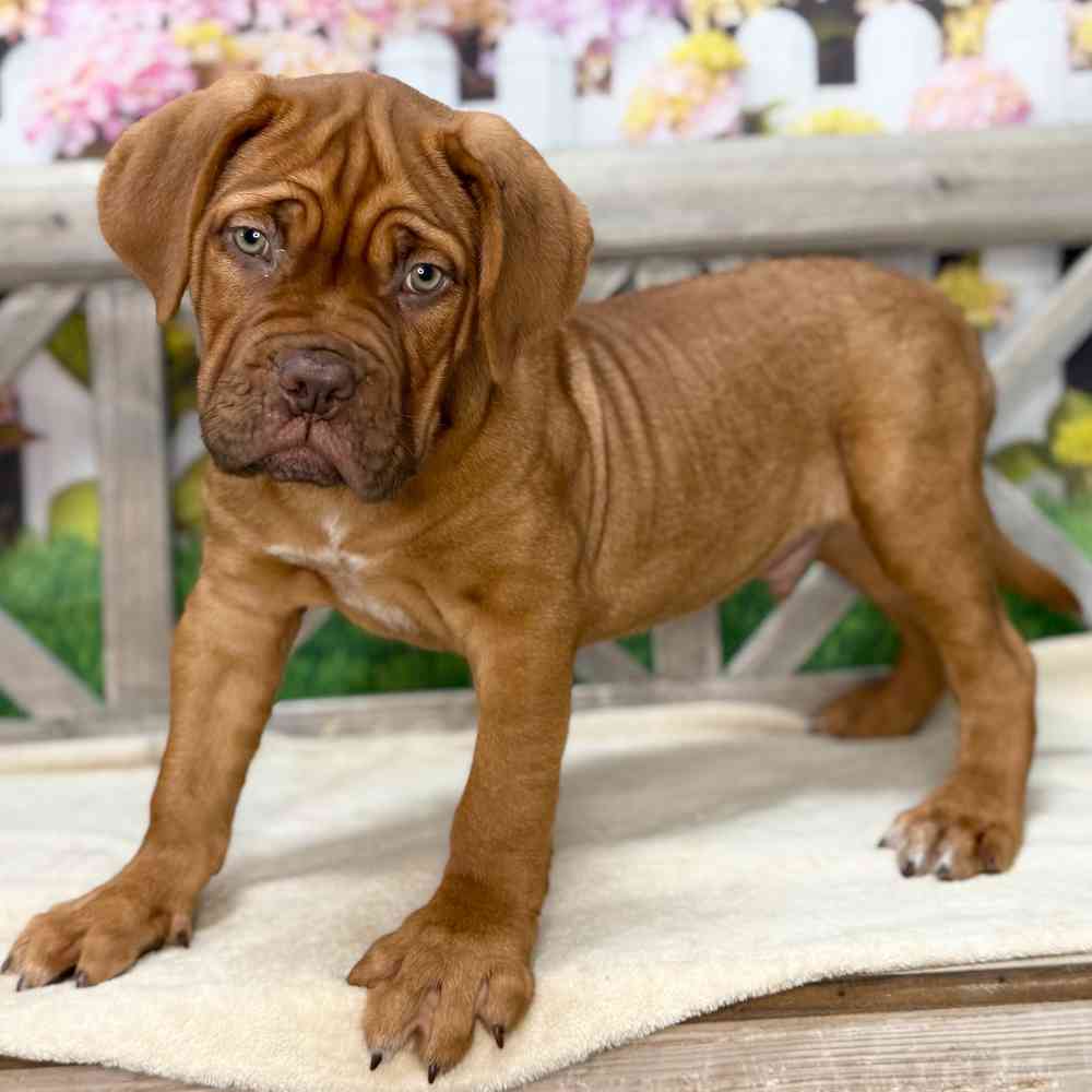 pet breed image