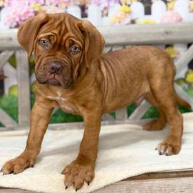 Dogue De Bordeaux