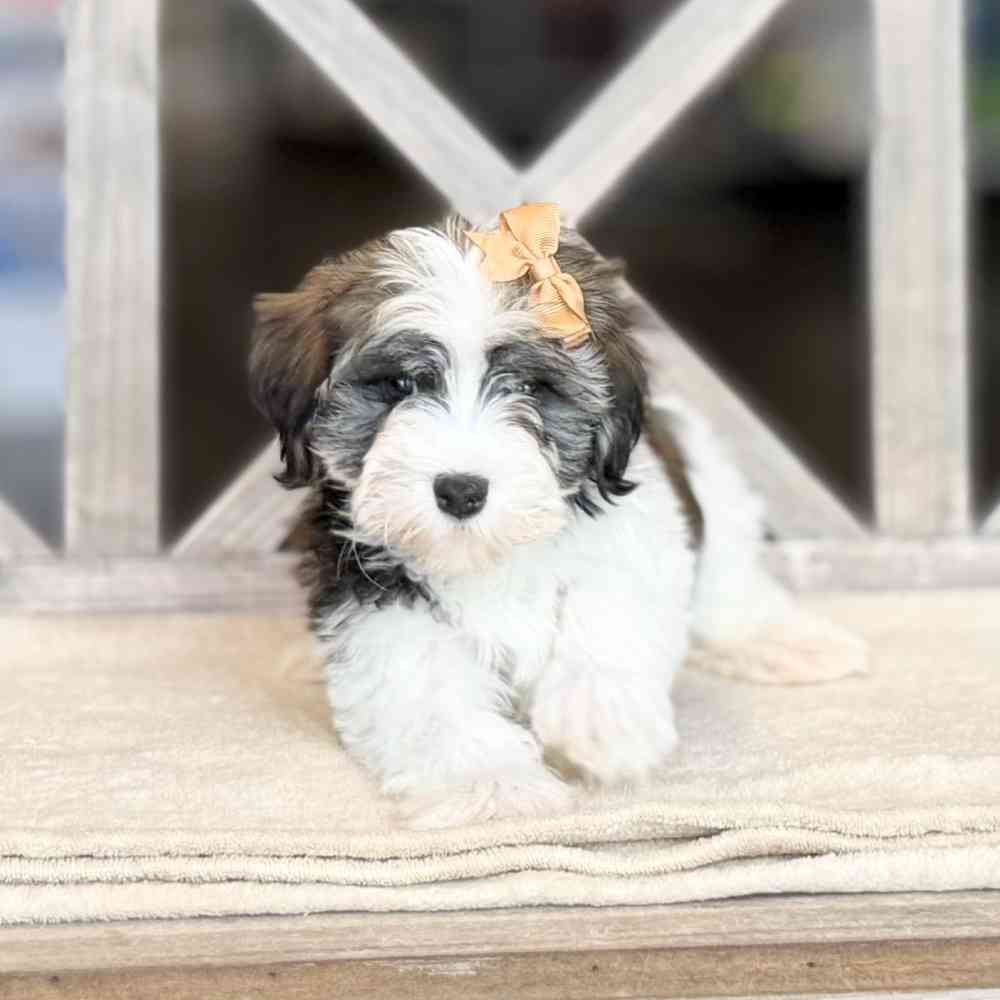 Image of a pet breed in the gallery