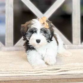 Havanese
