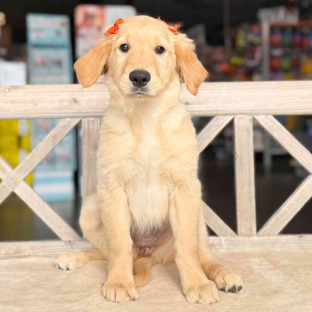 Image of a pet breed in the gallery