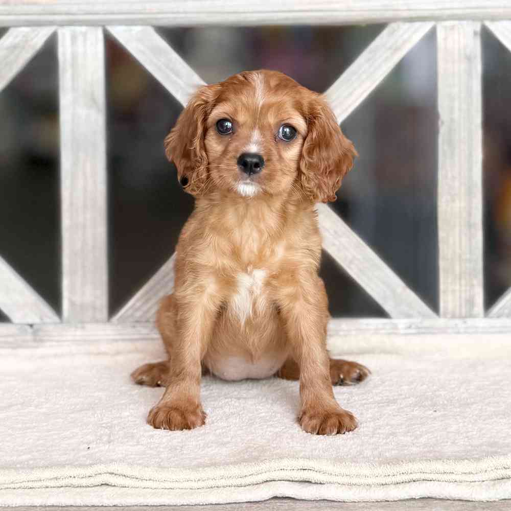 pet breed image