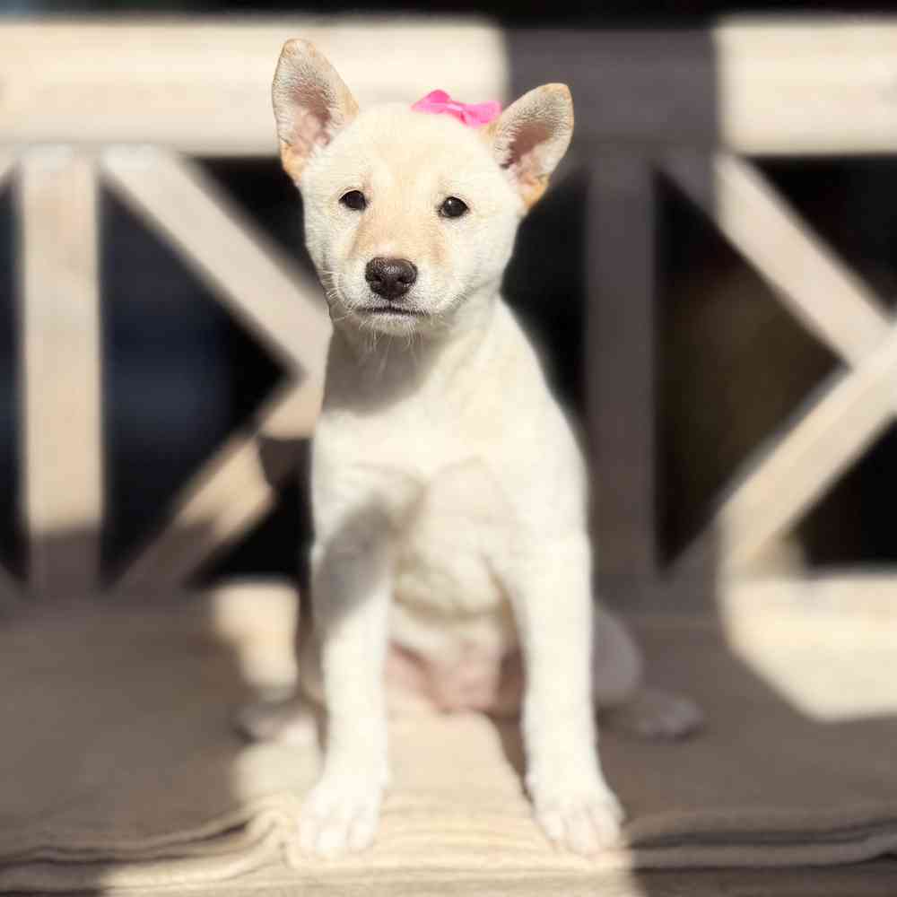 Image of a pet breed in the gallery