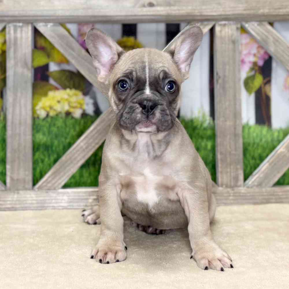 pet breed image