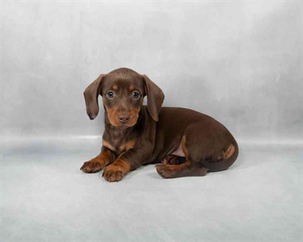 Image of a pet breed in the gallery