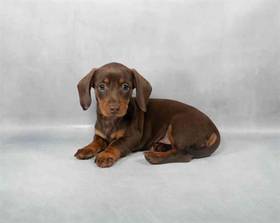 Dachshund