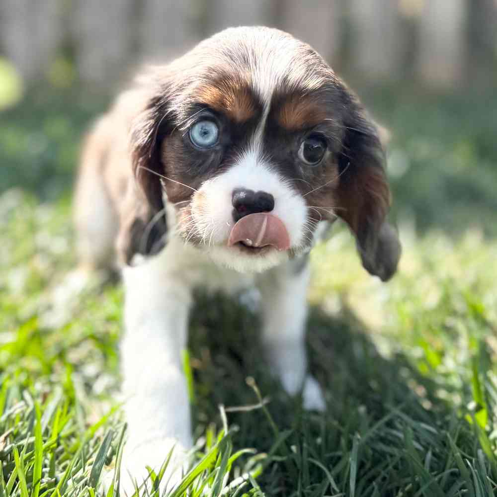 carousel pet images