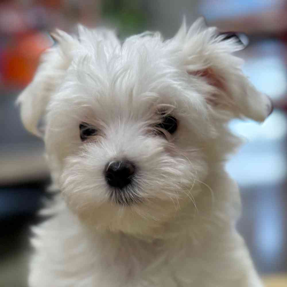 pet breed image