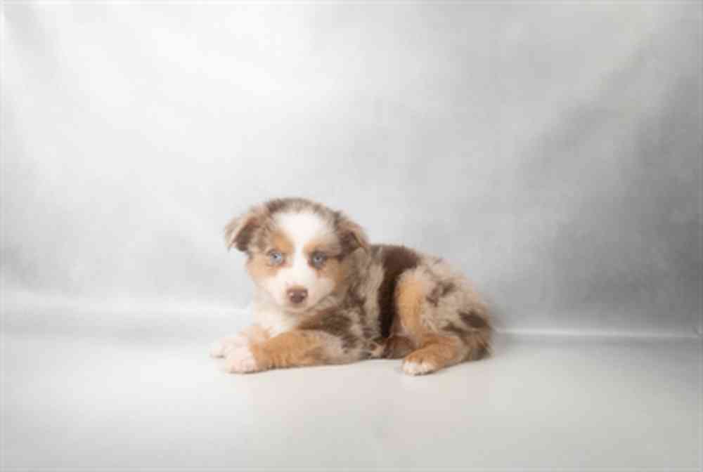 pet breed image