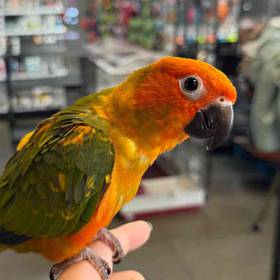Red Factor Sun Conure