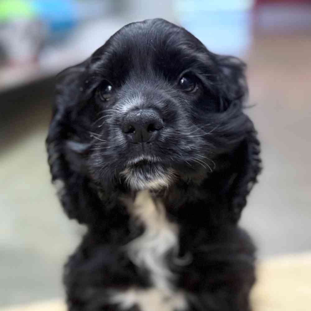 pet breed image