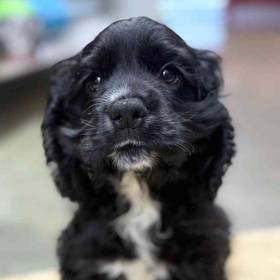 Cocker Spaniel