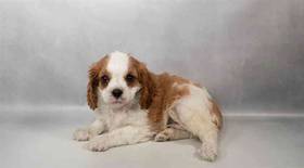 Cavalier King Charles Spaniel