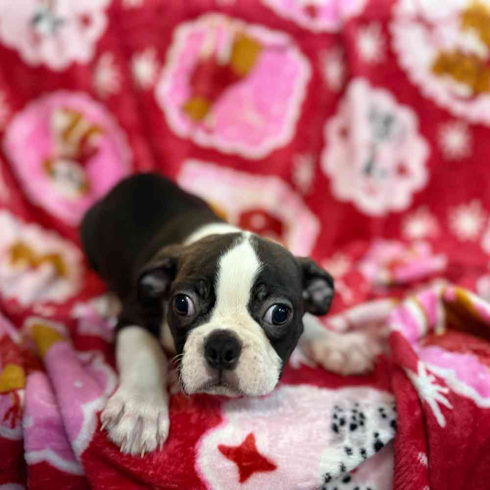 Image of a pet breed in the gallery