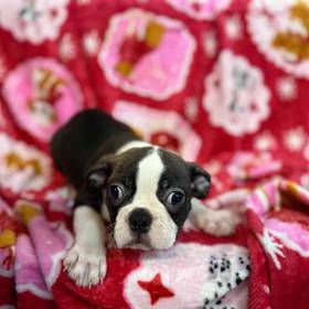 Boston Terrier