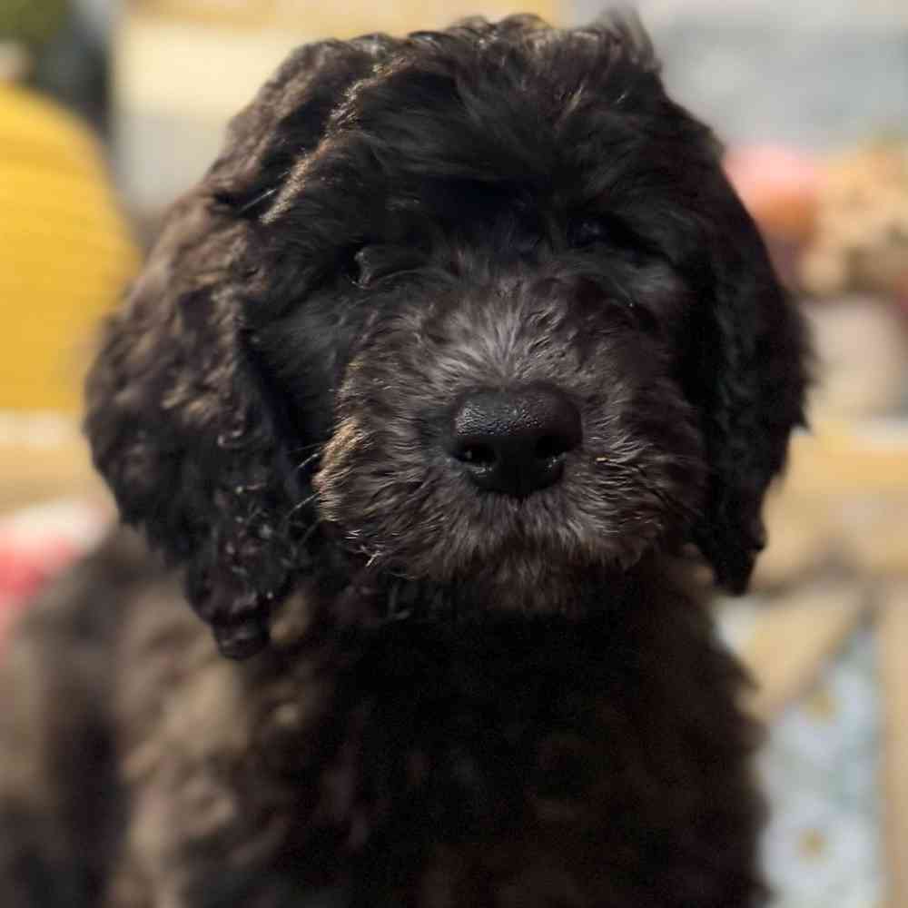 Image of a pet breed in the gallery