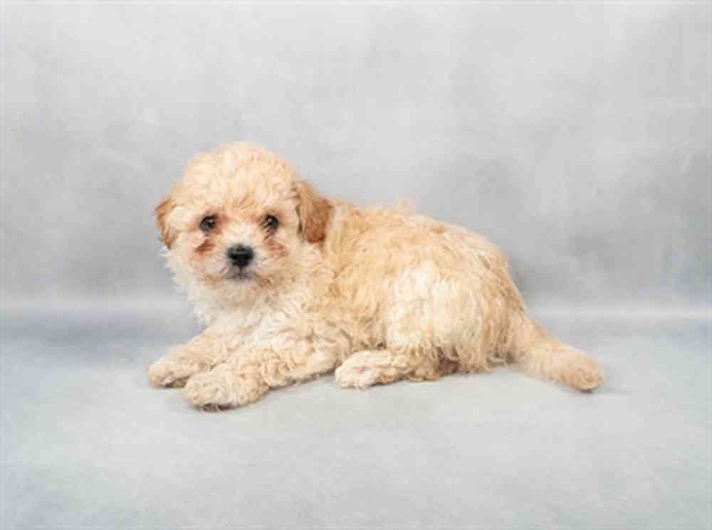 pet breed image